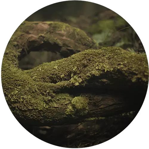 Ingredient Image