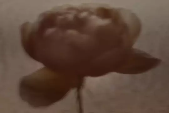Gros plan flou d’une grande fleur de rose ou de pivoine aux tons sepia chauds, sur un arriere-plan pale.