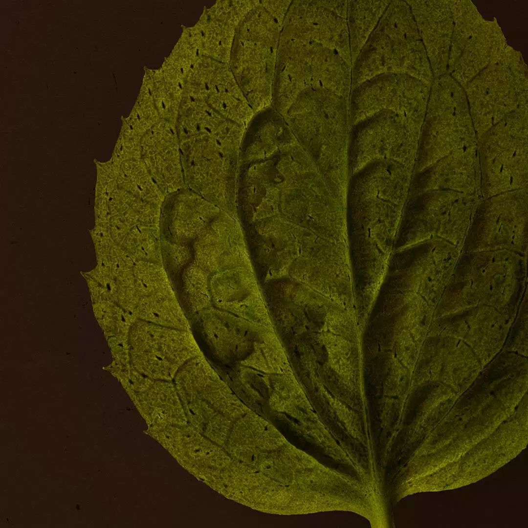 Close-up of a textured green leaf with raised veins against a dark brown background.
