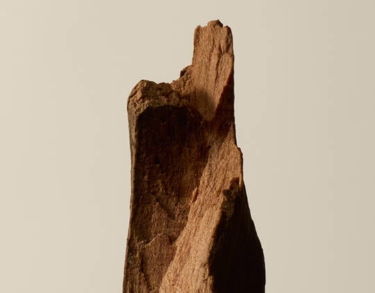 Woody Image