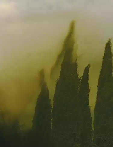 Tall dark-green cypress-like forms rising through yellow-green mist, with soft-focus edges and atmospheric haze across the scene.