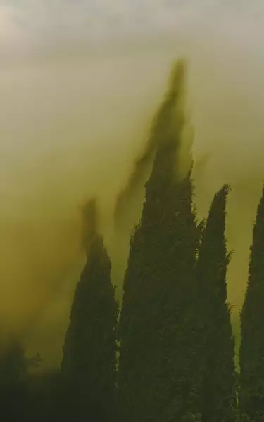 Tall dark-green cypress-like forms rising through yellow-green mist, with soft-focus edges and atmospheric haze across the scene.