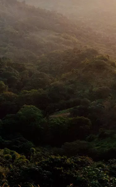 Dense green forest canopy over rolling hills, lit by muted sunlight and light haze, with layered foliage textures.