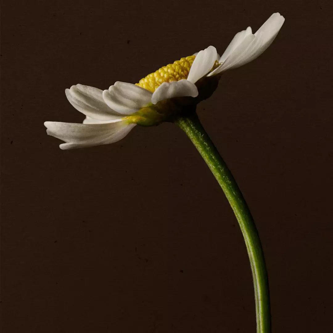 Close-up of a white daisy on a curved green stem against a dark background.