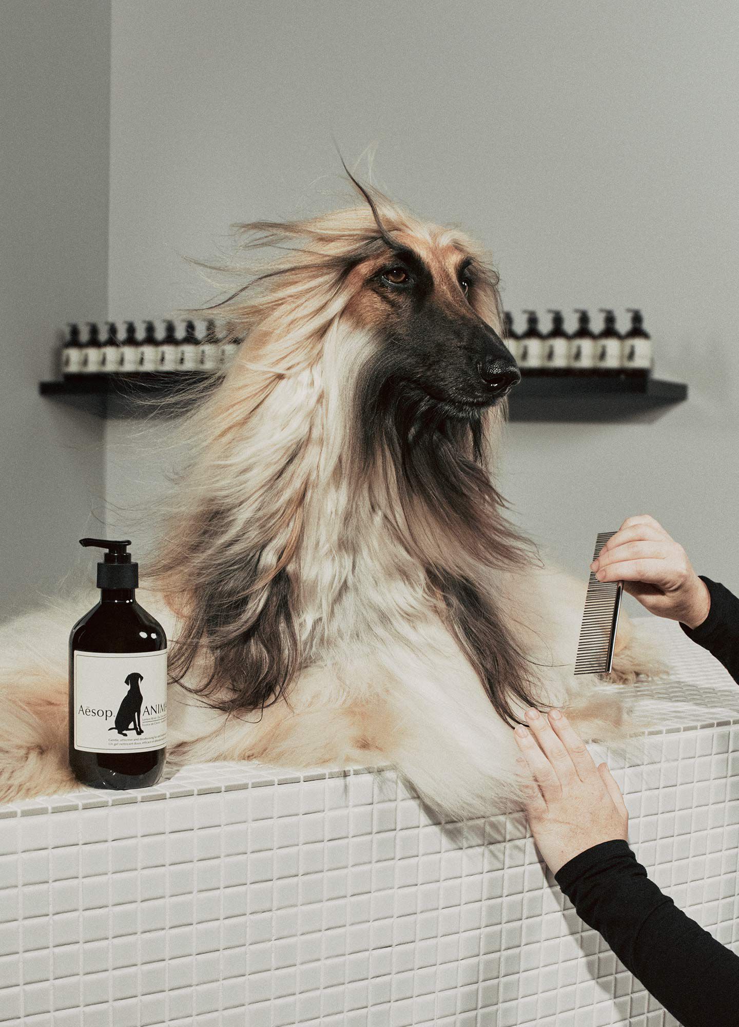 Animal shampoo