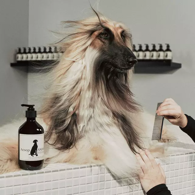 Animal shampoo