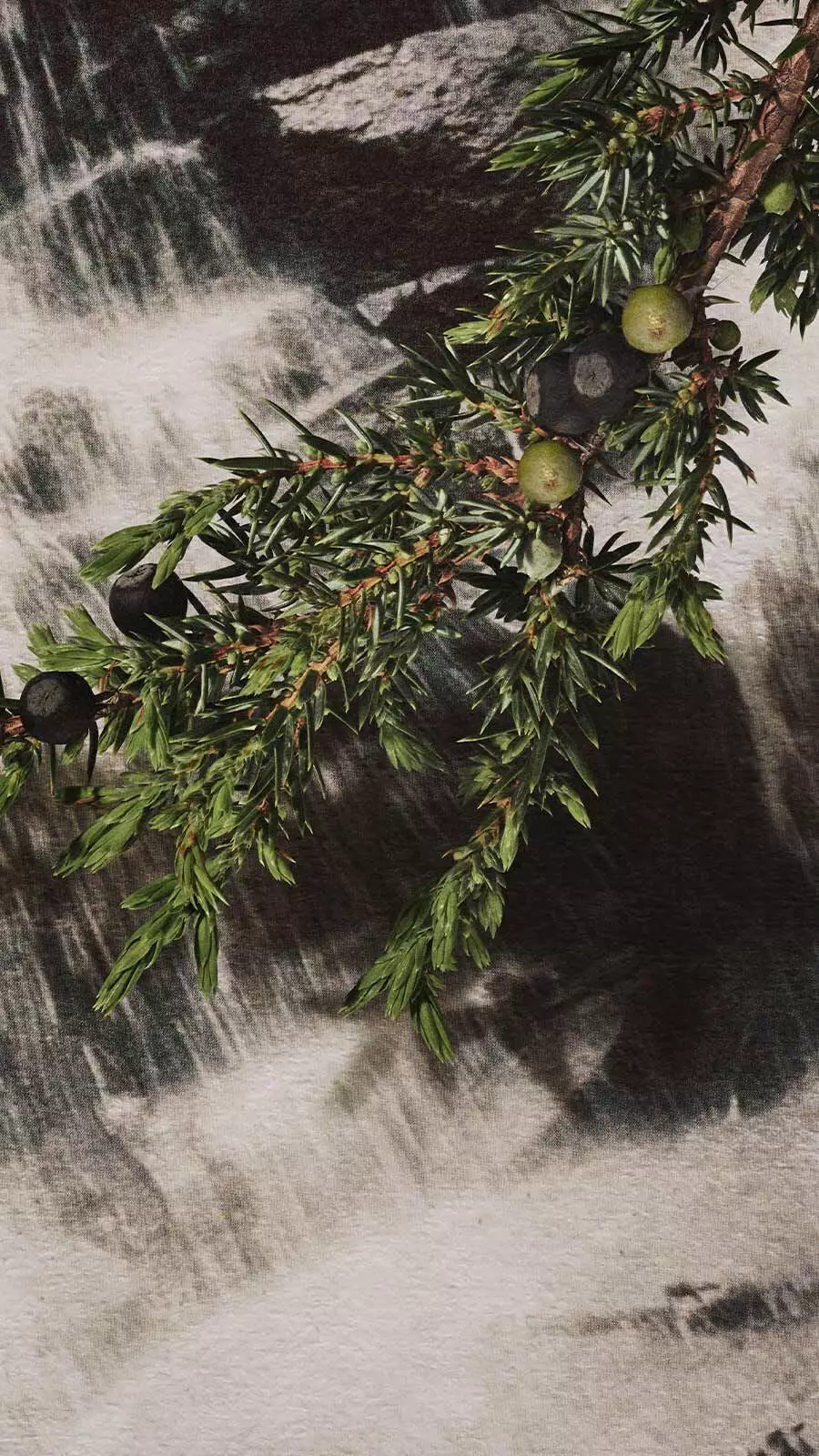 Juniper branch with dark berries and fine needle leaves in front of a cascading waterfall.