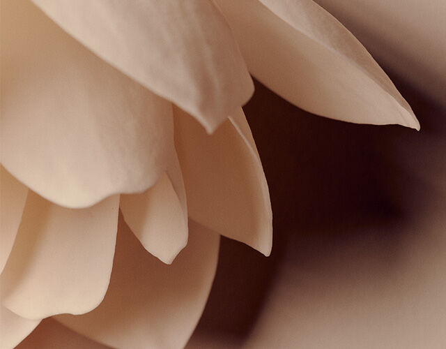 Floral Image