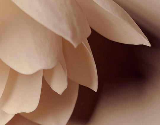 Floral Image