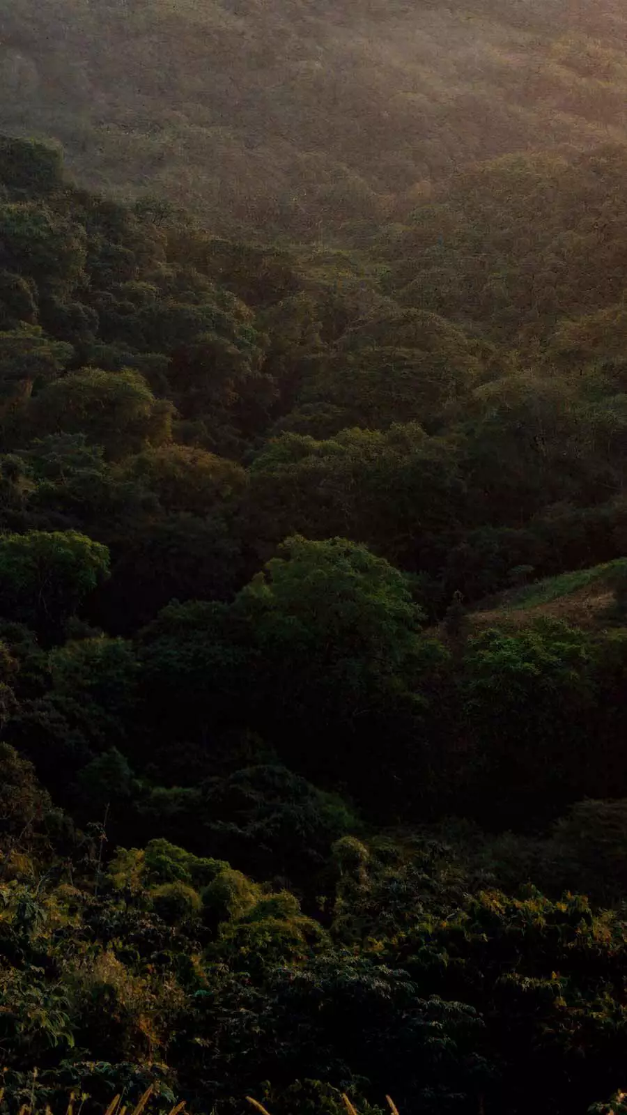 Aerial view of a dense green woodland canopy bathed in warm golden misty light.