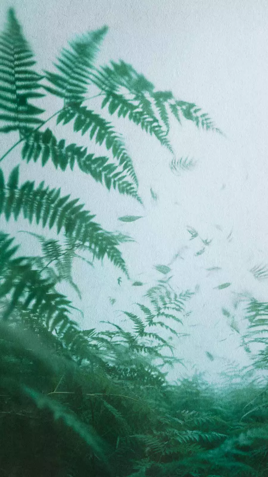 Lush green fern fronds silhouetted against a misty grey-white background.