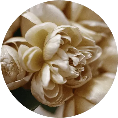 Ingredient Image