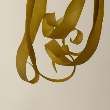 Formes botaniques d'ylang ylang en ruban suspendues sur fond pale.