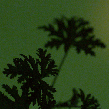 Gel Mains Sans Rincage a la Feuille de Geranium