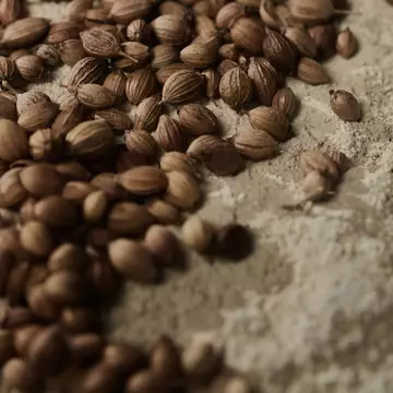 Close-up of coriander seeds scattered across a pale textured surface.