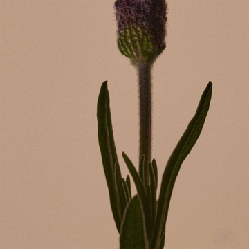 Solais Replenishing Hand Serum