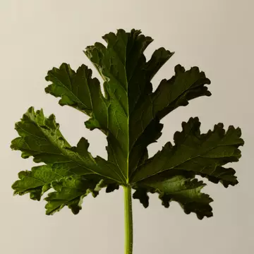 Geranium Leaf Duet