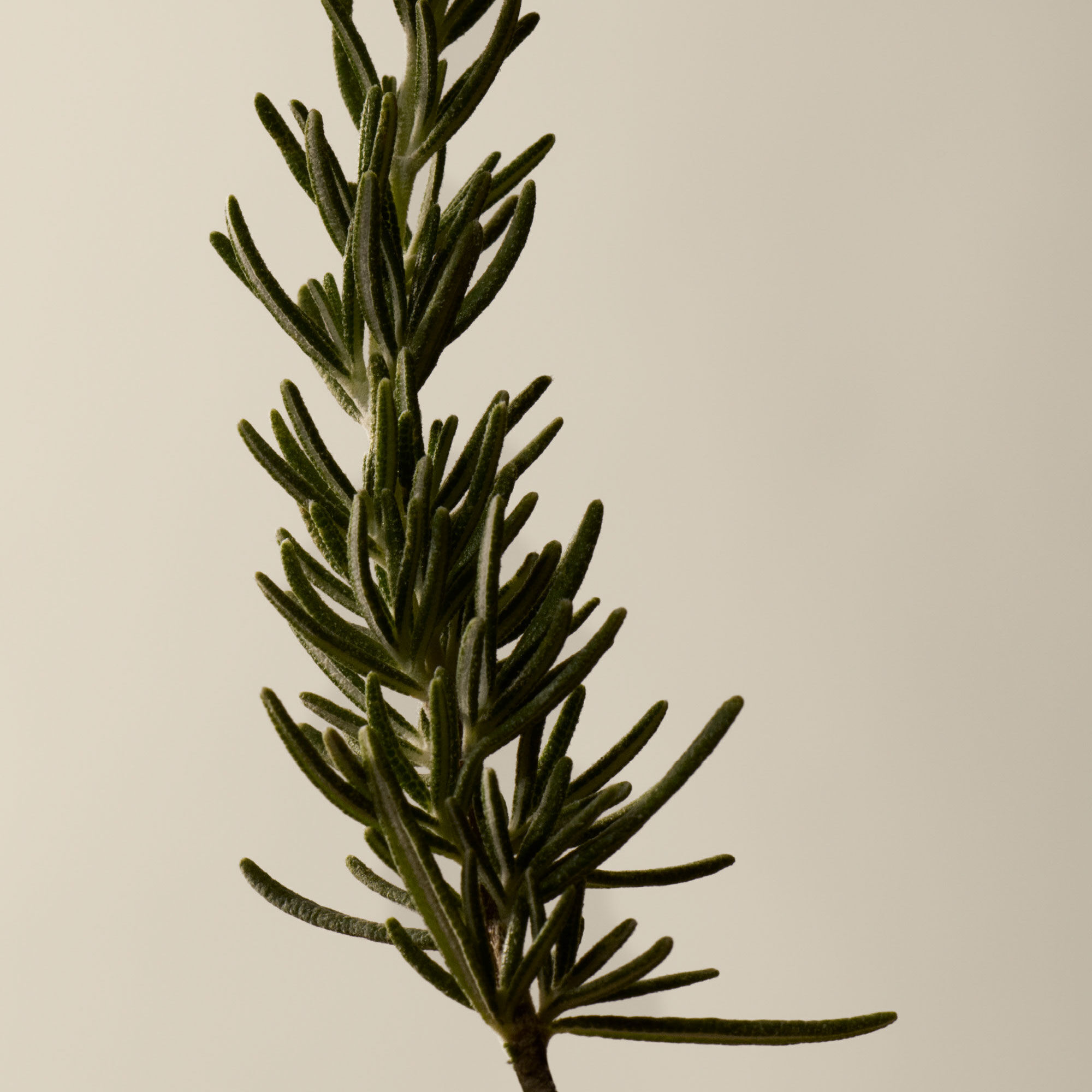 Resurrection Aromatique Hand Balm