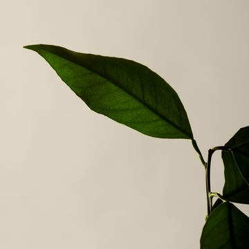 Citrus Melange Body Cleanser