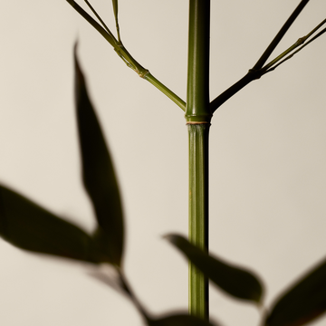 Gommage a la Feuille de Geranium pour le Corps