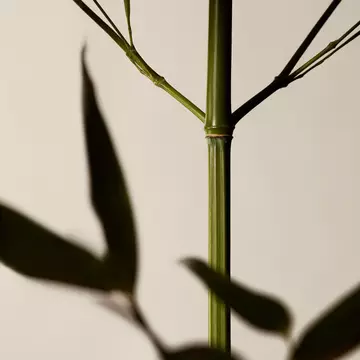 Geranium Leaf Body Scrub