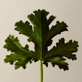 Baume a la Feuille de Geranium pour le Corps
