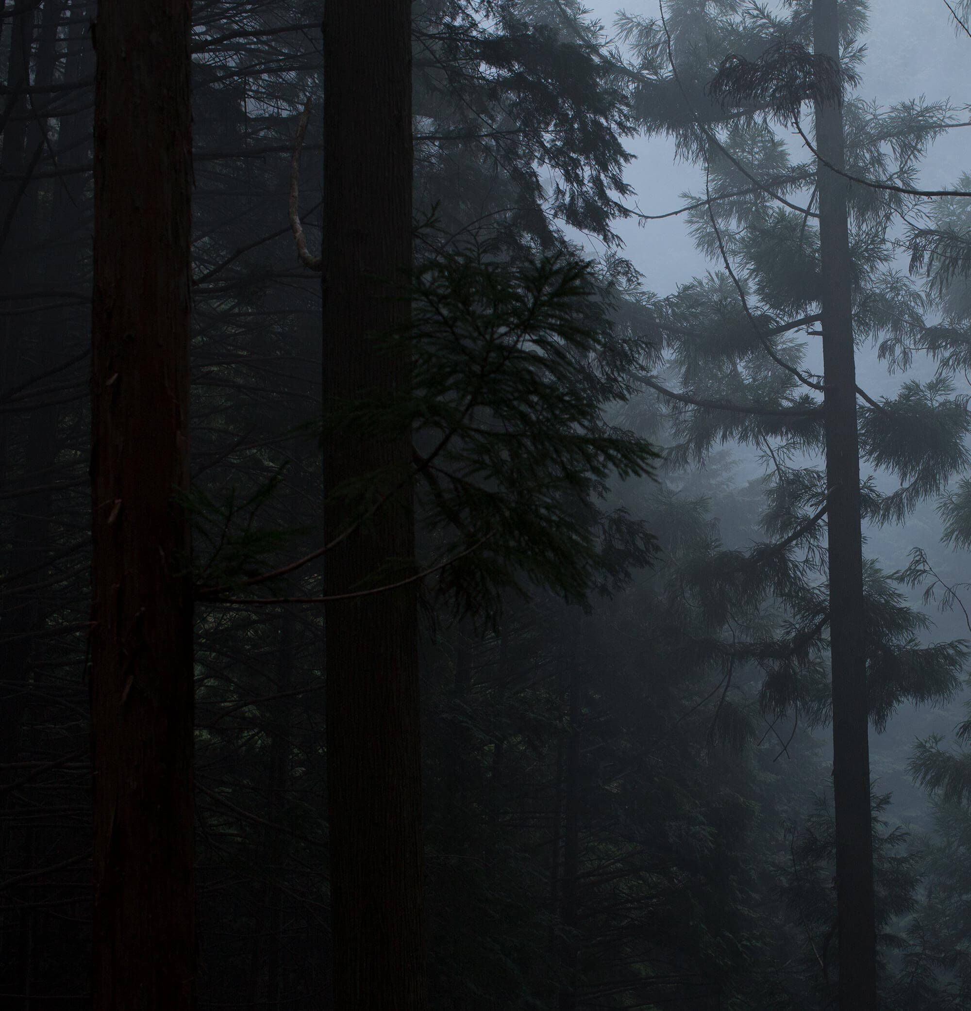 Hwyl Eau de Parfum | Smoky Forest-Inspired Fragrance | Aesop Canada