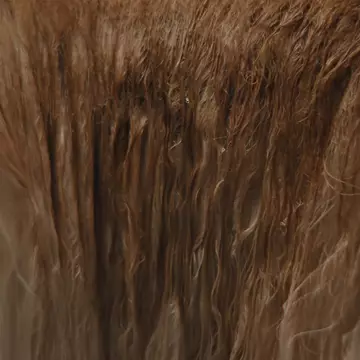 Animal