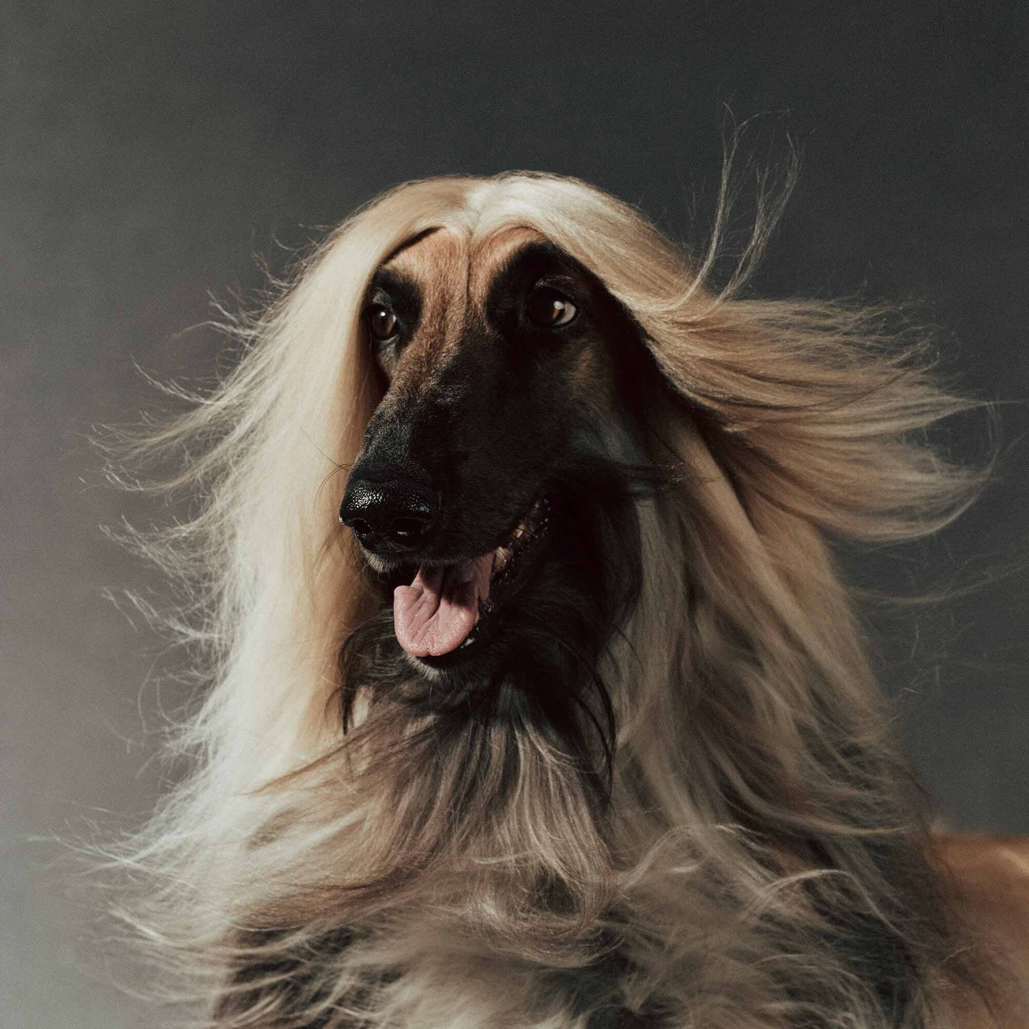 Animal